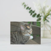 Calico Kitten, 1 Briefkaart (Staand voorkant)