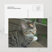Calico Kitten, 1 Briefkaart (Voorkant / Achterkant)