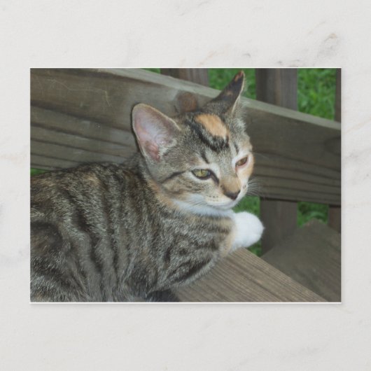 Calico Kitten, 1 Briefkaart (Voorkant)