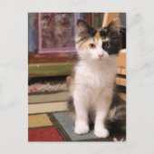 Calico Kitten Briefkaart (Voorkant)