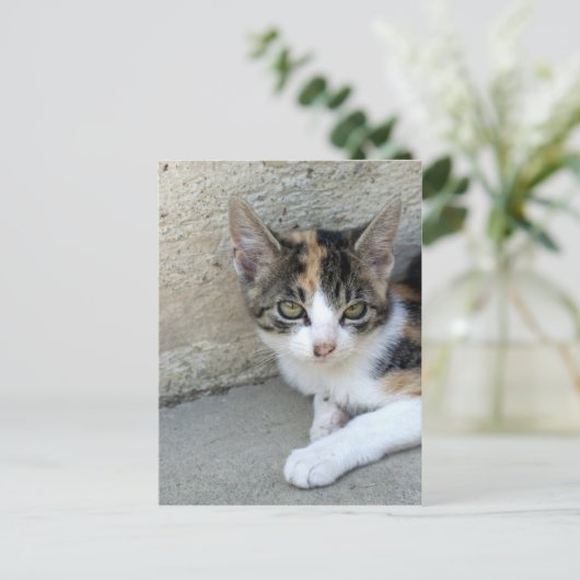 Calico Kitten Briefkaart (Staand voorkant)