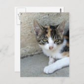 Calico Kitten Briefkaart (Voorkant / Achterkant)