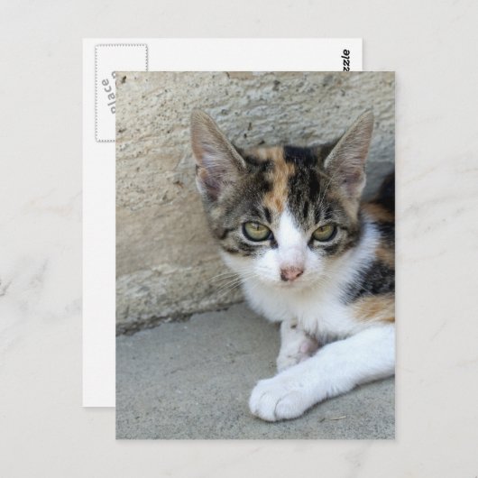 Calico Kitten Briefkaart (Voorkant / Achterkant)