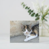 Calico Kitten Briefkaart (Staand voorkant)