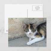Calico Kitten Briefkaart (Voorkant / Achterkant)