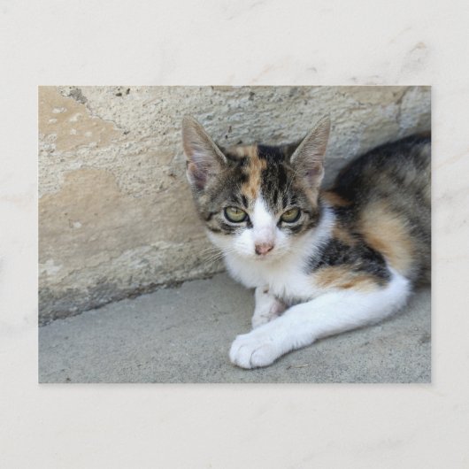 Calico Kitten Briefkaart (Voorkant)