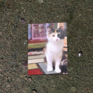 Calico Kitten Briefkaart