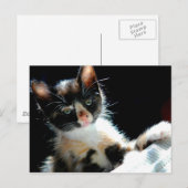 Calico Kitten Briefkaart (Voorkant / Achterkant)
