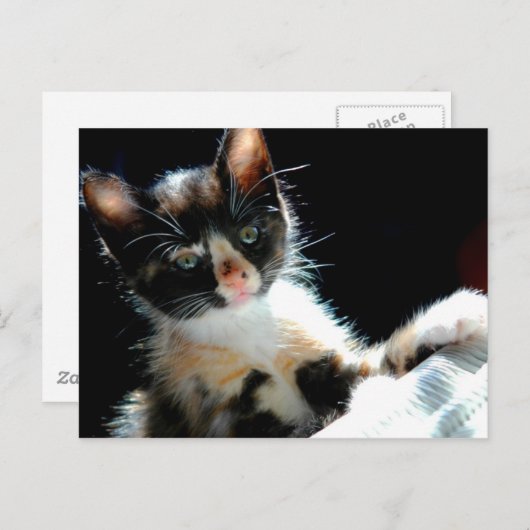 Calico Kitten Briefkaart (Voorkant / Achterkant)