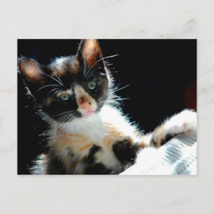 Calico Kitten Briefkaart