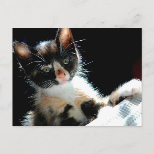 Calico Kitten Briefkaart (Voorkant)