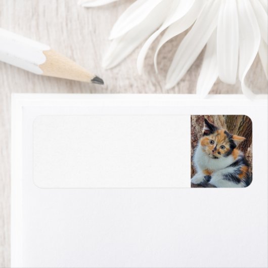 Calico kitten etiket (Insitu)