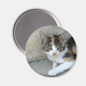 Calico Kitten Magneet (Voorkant / Achterkant)