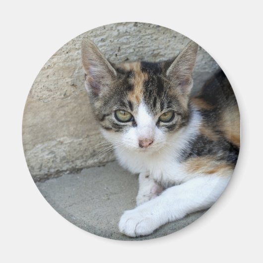 Calico Kitten Magneet (Voorkant)