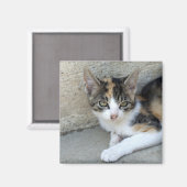 Calico Kitten Magneet (Voorkant / Achterkant)