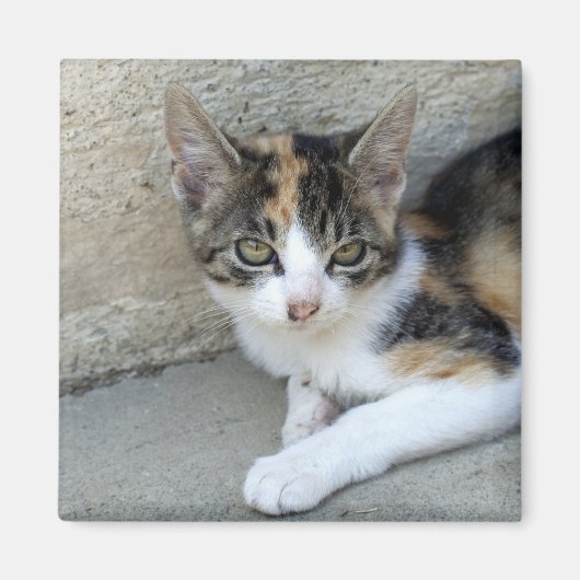 Calico Kitten Magneet (Voorkant)