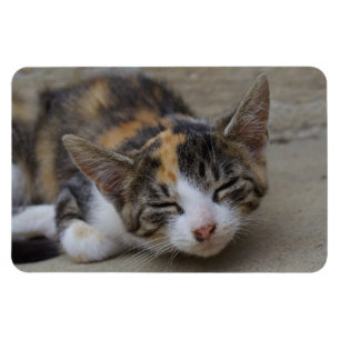Calico Kitten Magneet