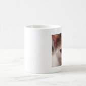 Calico kitten mok (Center)