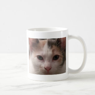 Calico kitten mok