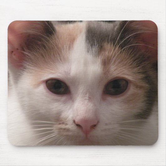 Calico kitten mousepad muismat (Voorkant)