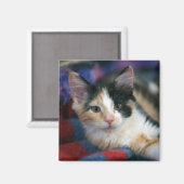 Calico Kitten, plotten Magneet (Voorkant / Achterkant)
