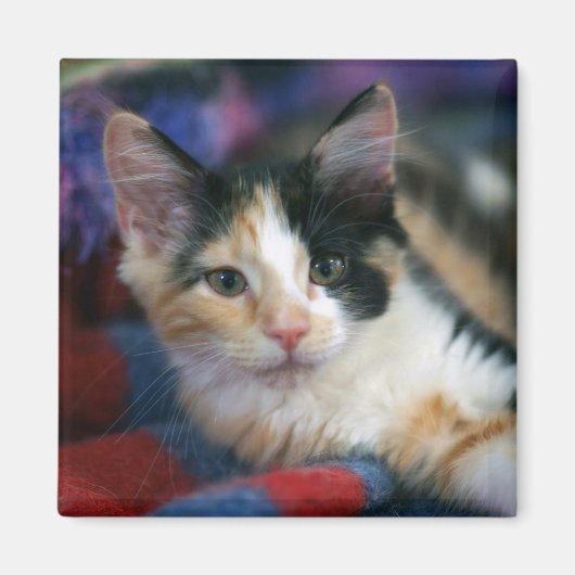 Calico Kitten, plotten Magneet (Voorkant)