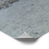 Calico Kitten Poster (Hoek)