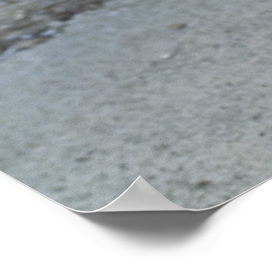 Calico Kitten Poster (Hoek)