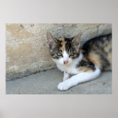 Calico Kitten Poster (Voorkant)