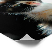 Calico Kitten Poster (Hoek)
