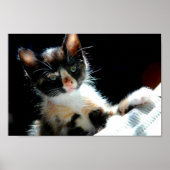 Calico Kitten Poster (Voorkant)