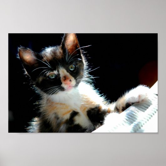 Calico Kitten Poster (Voorkant)