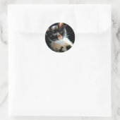 Calico Kitten Sticker (Tas)