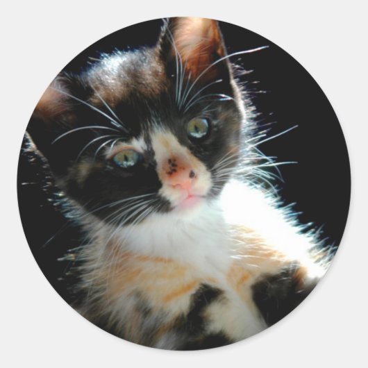 Calico Kitten Sticker (Voorkant)