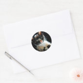 Calico Kitten Sticker (Envelop)