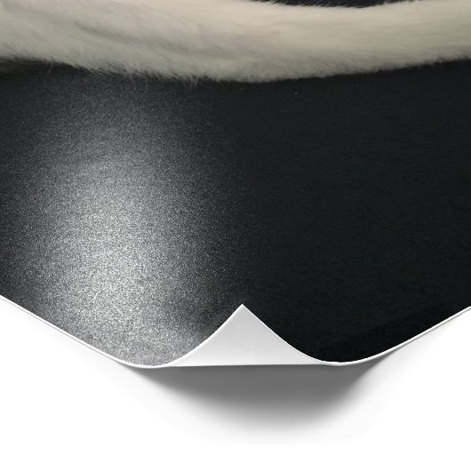 Calico kitty cat foto afdruk (Hoek)