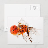Calico lionhead goudvis (Carassius auratus) Briefkaart (Voorkant / Achterkant)