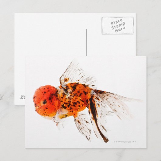 Calico lionhead goudvis (Carassius auratus) Briefkaart (Voorkant / Achterkant)