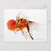 Calico lionhead goudvis (Carassius auratus) Briefkaart (Voorkant)