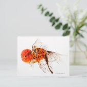 Calico lionhead goudvis (Carassius auratus) Briefkaart (Staand voorkant)