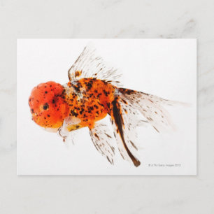 Calico lionhead goudvis (Carassius auratus). Briefkaart