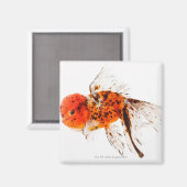 Calico lionhead goudvis (Carassius auratus) Magneet (Voorkant / Achterkant)