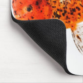 Calico lionhead goudvis (Carassius auratus) Muismat (Hoek)