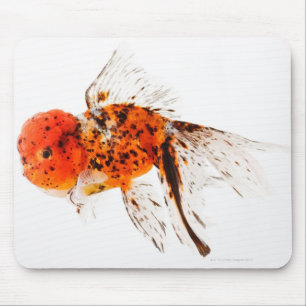 Calico lionhead goudvis (Carassius auratus). Muismat