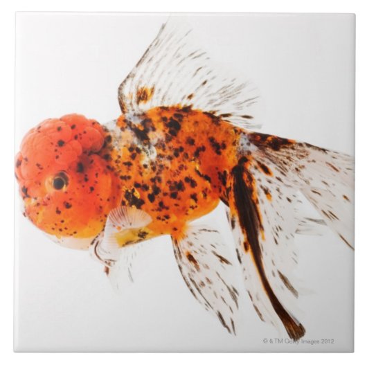 Calico lionhead goudvis (Carassius auratus) Tegeltje (Voorkant)