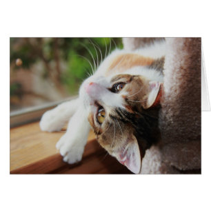 Calico op het ravijn, waardevolle katten notities