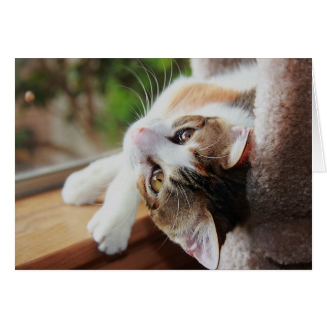 Calico op het ravijn, waardevolle katten notities (Voorkant Horizontaal)