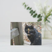 Calico op stappen briefkaart (Staand voorkant)