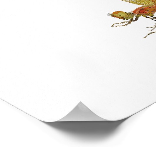 Calico Pennant Dragonfly Art Poster (Hoek)