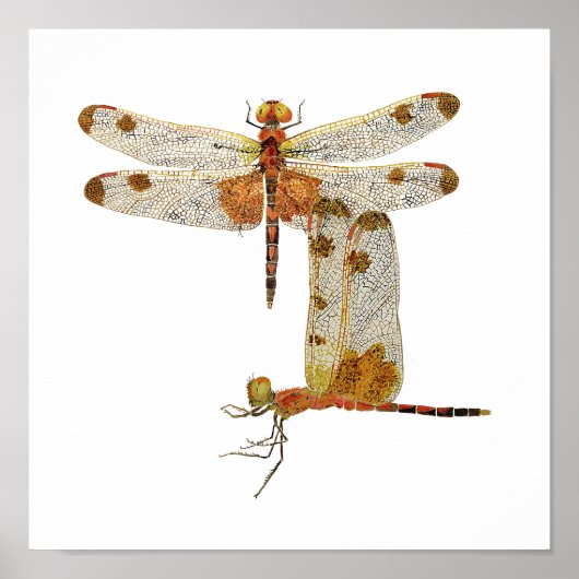 Calico Pennant Dragonfly Art Poster (Voorkant)